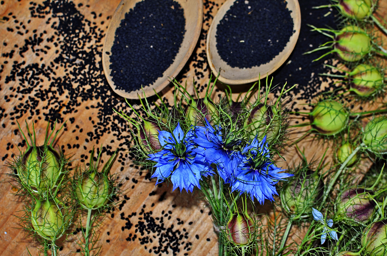 Schwarzkümmel ist das Gold der Pharaonen